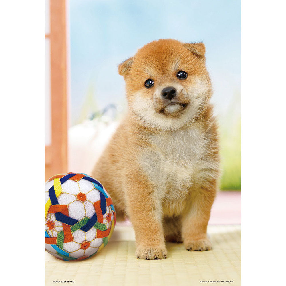 まんまる柴犬 – BEVERLY