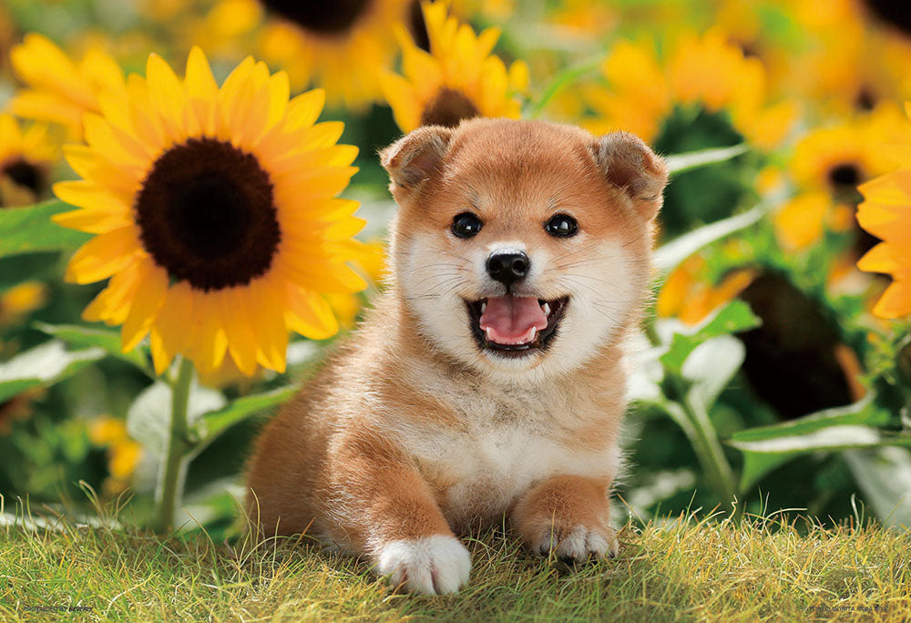 ひまわりとボク