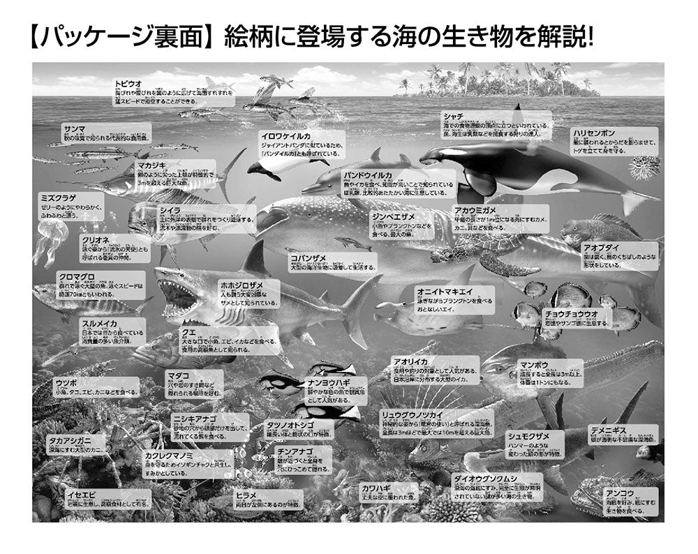 海の生物おぼえちゃおう!
