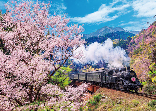大井川鐵道と桜
