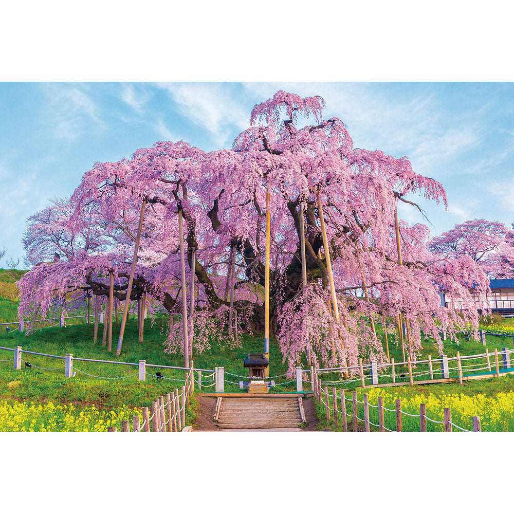 春彩の三春滝桜