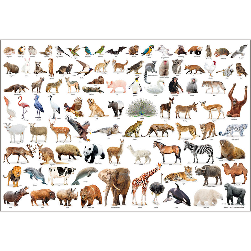 Animal Collection