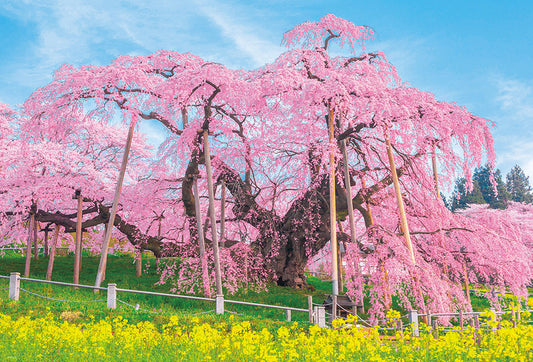 三春の滝桜